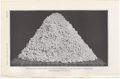 American-grown Cocoons Used in the Reeling Experiments of the Department of Agriculture